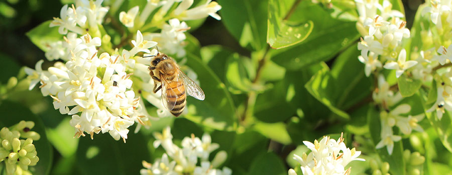 Biene auf Blüte