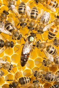 BIenenkönigin zwischen Arbeiterbienen