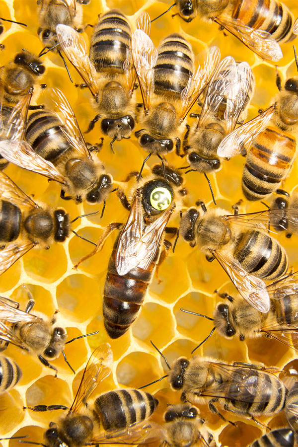 Bienenkönigin zwischen Arbeiterbienen