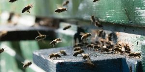 Bienen am Einflugsloch