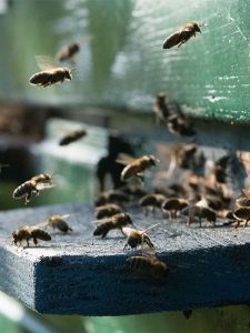 Bienen am Einflugsloch