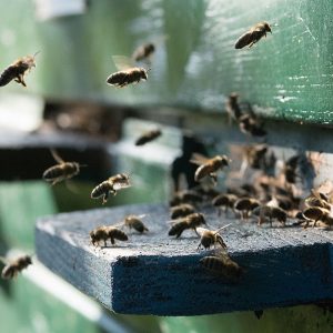 Bienen am Einflugsloch