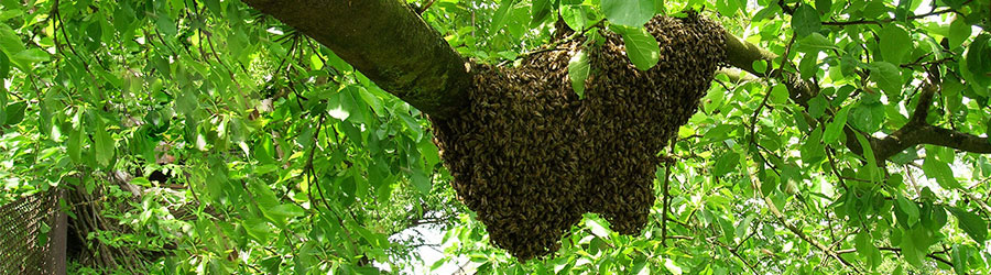 Bienenschwarm im Baum